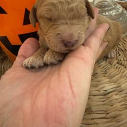 Ginger - Red  female Goldendoodle puppy in Lexington, North Carolina from Southern Grace Acres