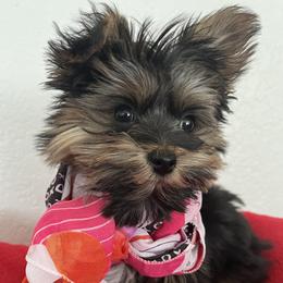 Yorkshire Terrier puppies from Phillips Pup House