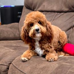 Memphis - Goldendoodle