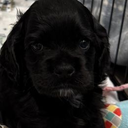 Liam - Black male Cocker Spaniel puppy in Ocala, Florida from Ray of Sunshine Spaniels LLC