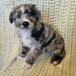 Johnny - Blue merle male Australian Shepherd puppy in Clarkston, Utah from 3am Riot Ranch