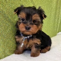 Stella - Blue and gold female Yorkshire Terrier puppy in Monticello, Iowa from Ashley’s Puppies