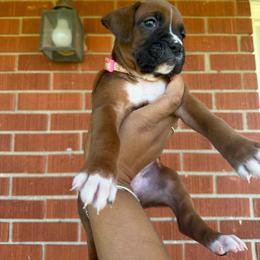 Pink - Fawn female Boxer puppy in Louisville, Kentucky from Nelson’s Fancy Frenchies and Bulldogs