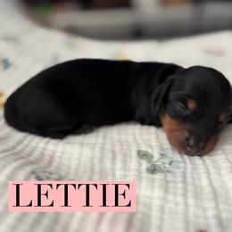 Lettie - Black and tan female Dachshund puppy in Staley, North Carolina from Langley Farms Dachshunds