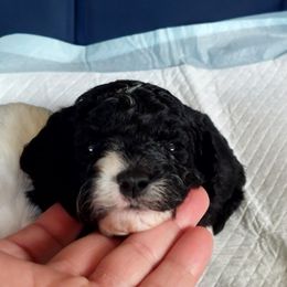 Girl 1 - Cavapoo puppy in Maryland from Carlson Cavapoos
