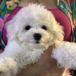 Turquoise girl - White female Bichon Frise puppy in Summerville, South Carolina from Charleston's Bichons