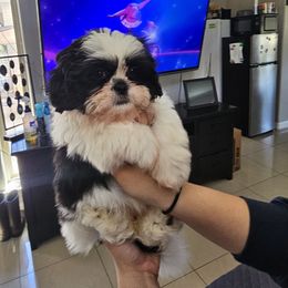 Black and white female - Black and white female Shih Tzu puppy in Needville, Texas from Precious Moments Shih Tzu