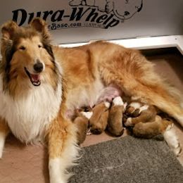Collie Puppies from Maclen Collies