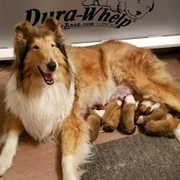 Collie Puppies from Maclen Collies