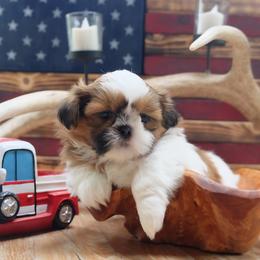 Artemis - Black gold and white male Shih Tzu puppy in Hatfield, Pennsylvania from Chrysanthemum Creek