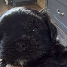Havapoos from Havapoo Pups