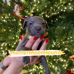 Golden boy - Blue Italian Greyhound puppy in Duvall, Washington from Hunter_Moon Hounds