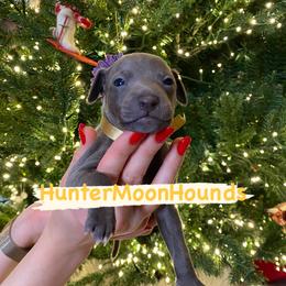 Golden boy - Blue Italian Greyhound puppy in Duvall, Washington from Hunter_Moon Hounds