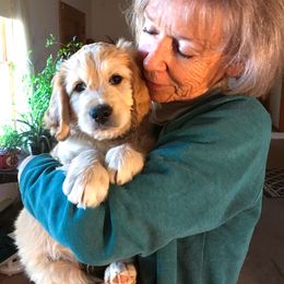 Goldendoodle Puppies from CharLia's Holistic English Cream Golden Retrievers & Doodles