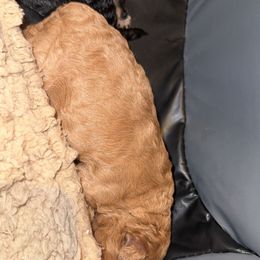 Yorkipoo Puppies from Racquel Smith