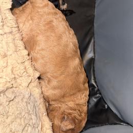 Yorkipoo Puppies from Racquel Smith