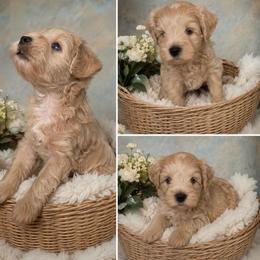 Boy 1 - Wheaten male Miniature Schnauzer puppy in Sacramento, California from Hardcastle Family Schnauzer’s