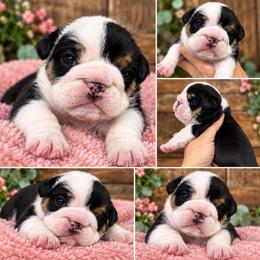 Sadie - Black tri-color female Bulldog puppy in Seattle, Washington from mama Myra bulldogs
