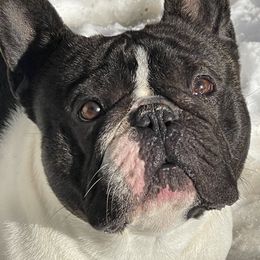 Chaos - French Bulldog