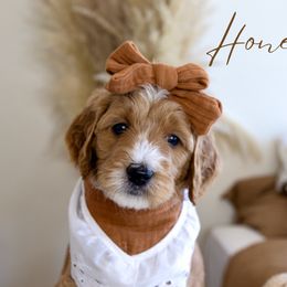 Girl 6 - Red  Goldendoodle puppy in Chesapeake, Virginia from Heart to Heart Doodles