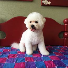 Bichon Frise Puppies from Bijou Bichon