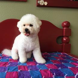 Bichon Frise Puppies from Bijou Bichon