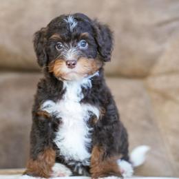 Stanley (chocolate tricolor ) - Chocolate merle male Bernedoodle puppy in Dundee, Ohio from Down Home Doodle