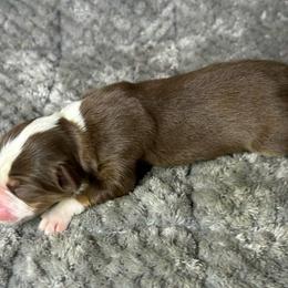 Girl 3 - Red tri female Miniature Australian Shepherd puppy in Alabama from SBA Aussies