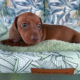 Cooper - Red male Dachshund puppy in Winton, California from Lashunds Miniature Dachshunds