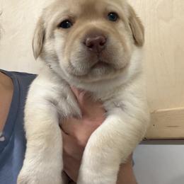 Girl 2 - Yellow female Labrador Retriever puppy in Strafford, New Hampshire from Alley Rock Labradors, LLC