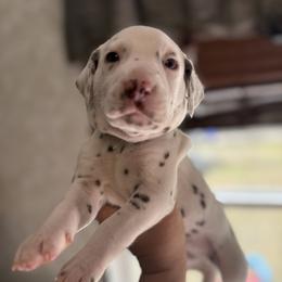 Casper - White and liver brown male Dalmatian puppy in Hastings, Florida from Love My Spotty Dalmatians