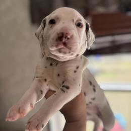 Casper - White and liver brown male Dalmatian puppy in Hastings, Florida from Love My Spotty Dalmatians
