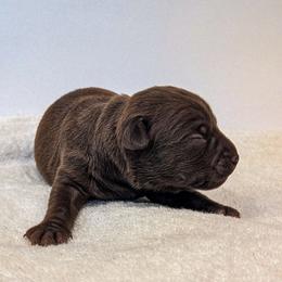 Screaming Mimi - female Patterdale Terrier puppy in Yucaipa, California from Moormont Kennels