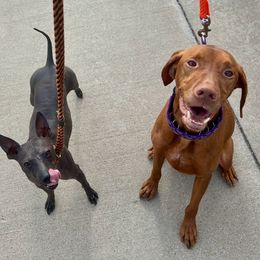 American Hairless Terrier All Grown Up from Strider’s American Hairless Terriers
