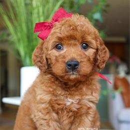 Meadow - Red  female Goldendoodle puppy in Salado, Texas from Red Ranch Dogs