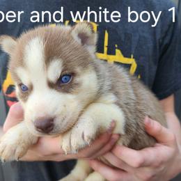 Copper and White Boy 1 - Brown and white male Siberian Husky puppy in Jonesboro, Arkansas from L & A Animal House Siberian Huskies