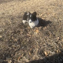 American Corgi, Dachshund, and Pembroke Welsh Corgi Puppies from Seven B Corgis & Doxies