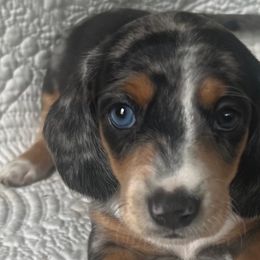 Dachshunds from Works Farm Dachshunds