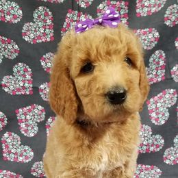 Bernedoodle, Goldendoodle, and Poodle Puppies from Granton Creek
