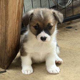 Girl 4 - White and red female Pembroke Welsh Corgi puppy in Ridgeland, South Carolina from FOF Lowcountry Corgis