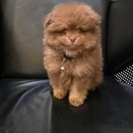 Pomeranian Puppies from Ruby's Sky's Kennels Pomeranian's
