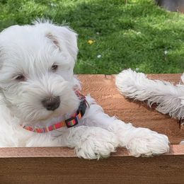 Miniature Schnauzers from Bearded Dynasty Schnauzers