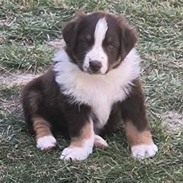 Australian Shepherd Puppies from Diane's Australian Shepherds