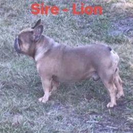 Lion - French Bulldog