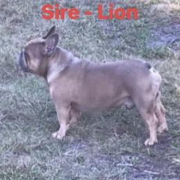 Lion - French Bulldog