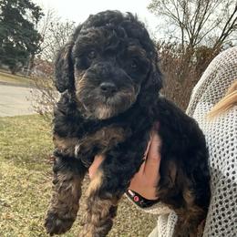 Patrick - Phantom male Poodle puppy in Warren, Michigan from Annette Patterson