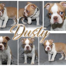 Dusty - Red male Boston Terrier puppy in Brooksville, Florida from I Love Pups