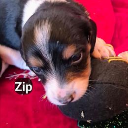 ZIP - Piebald male Dachshund puppy in Bangs, Texas from Lickin'bach Miniature Dachshunds