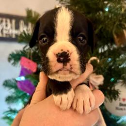 Elektra - Brindle female Boxer puppy in Watervliet, New York from Shamrock's Boxers