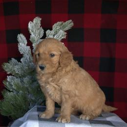 Izzy - Red  female Goldendoodle puppy in Apopka, Florida from Rae Precious Puppies